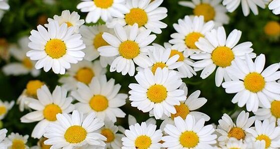 Kamomile